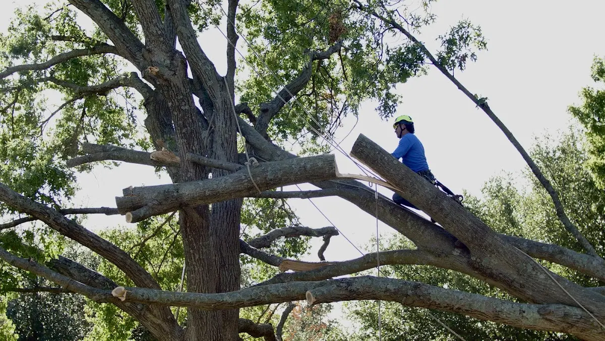 Professional Crown Thinning performed by certified arborists in Axtell